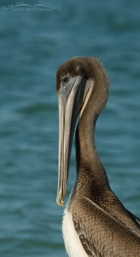 Juvenile Brown Pelican vertical Pano