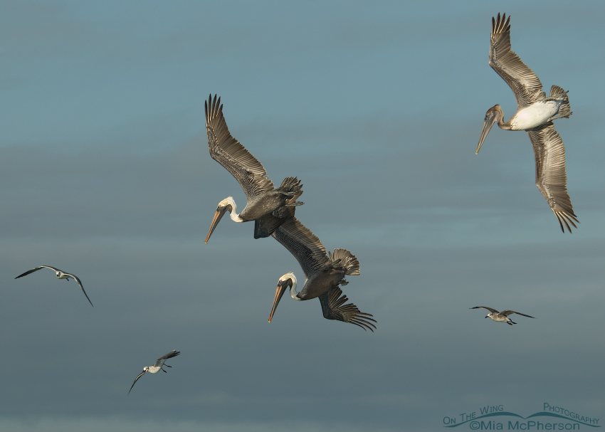 Feeding Brown Pelicans over the Gulf of Mexico