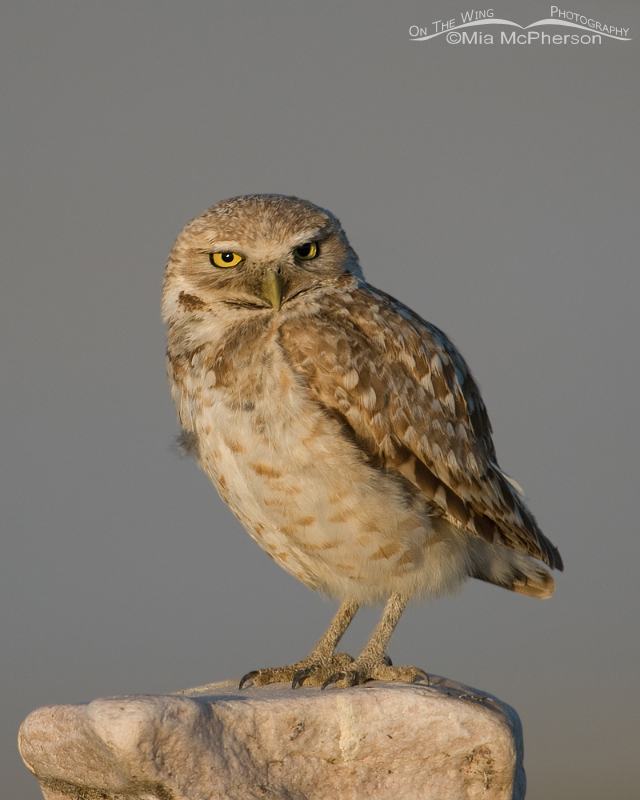 Perched adult western Burrowing Owl
