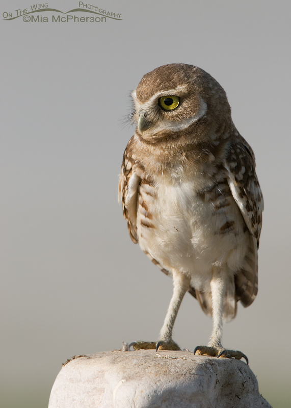 Burrowing Owl juvenile posed on a rock