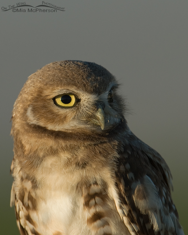 Juvenile Burrowing Owl portrait