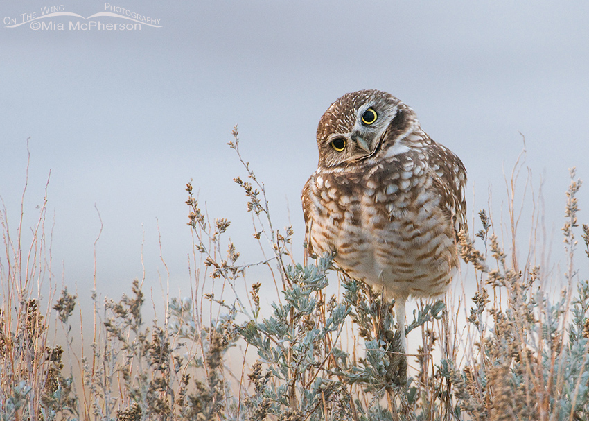 Burrowing Owl in low light