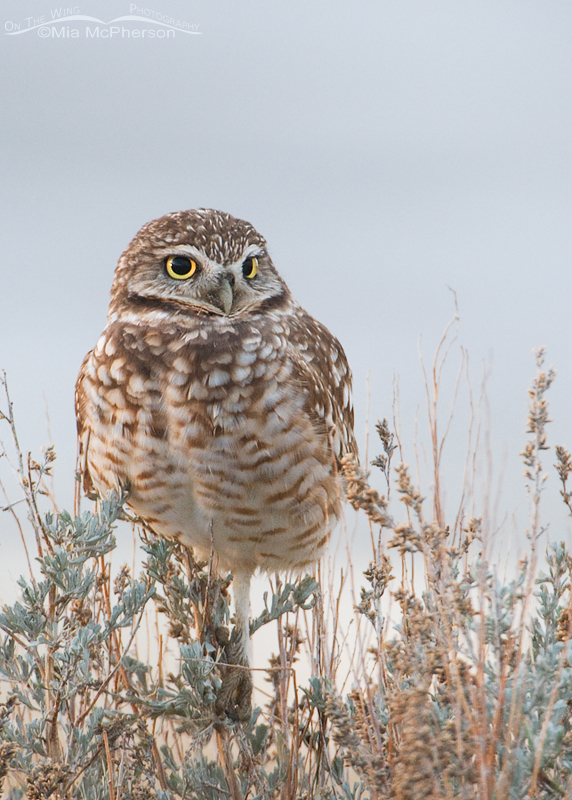 Burrowing Owl in low light with the Great Salt Lake in the background