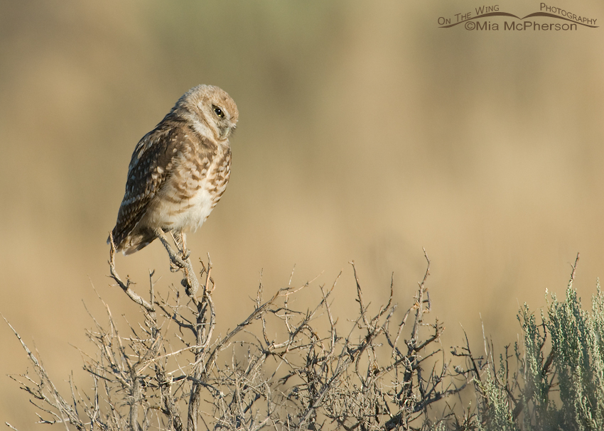 Perched Burrowing Owl