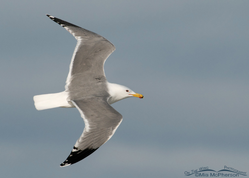 California Gull in flight