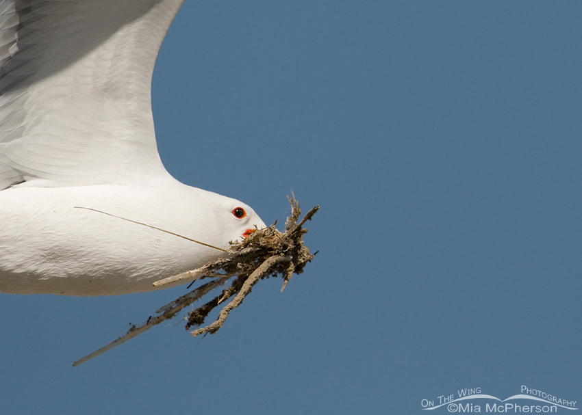 California Gull with nesting material