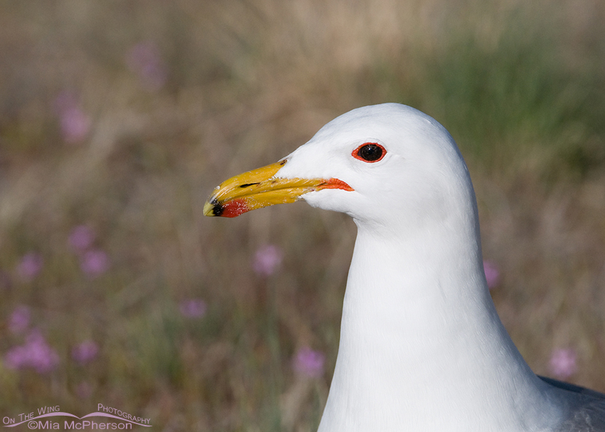 Springtime California Gull Portrait