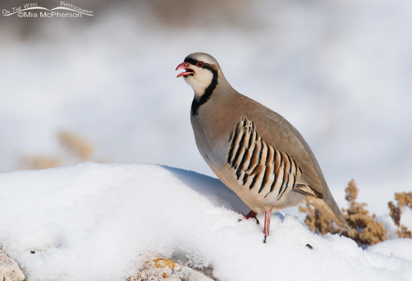 Chukar calling from a snow-topped rock
