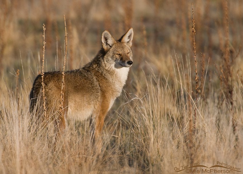 Adult Coyote