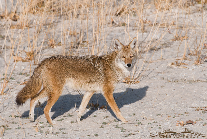 Coyote on a Great Salt Lake Beach