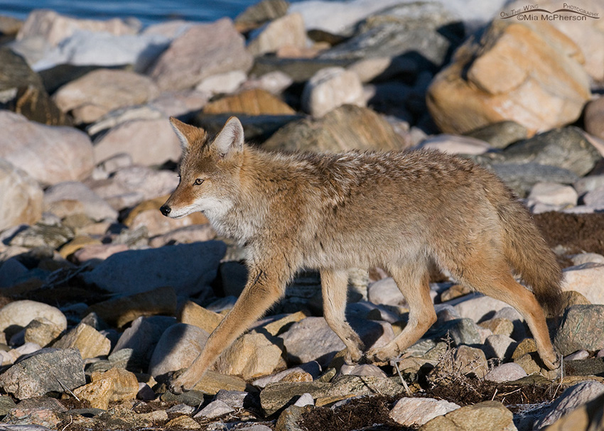 Coyote on the rocks