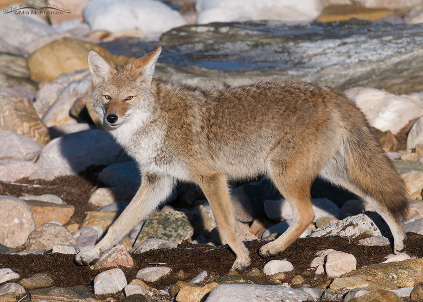 Coyote on the shore of the Great Salt Lake 3