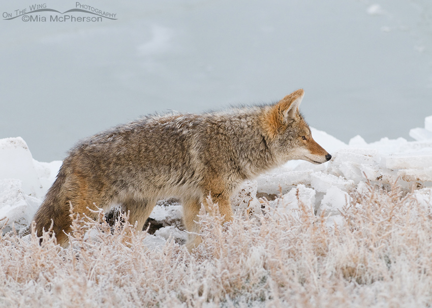 Coyote on the shoreline of the frozen Great Salt Lake