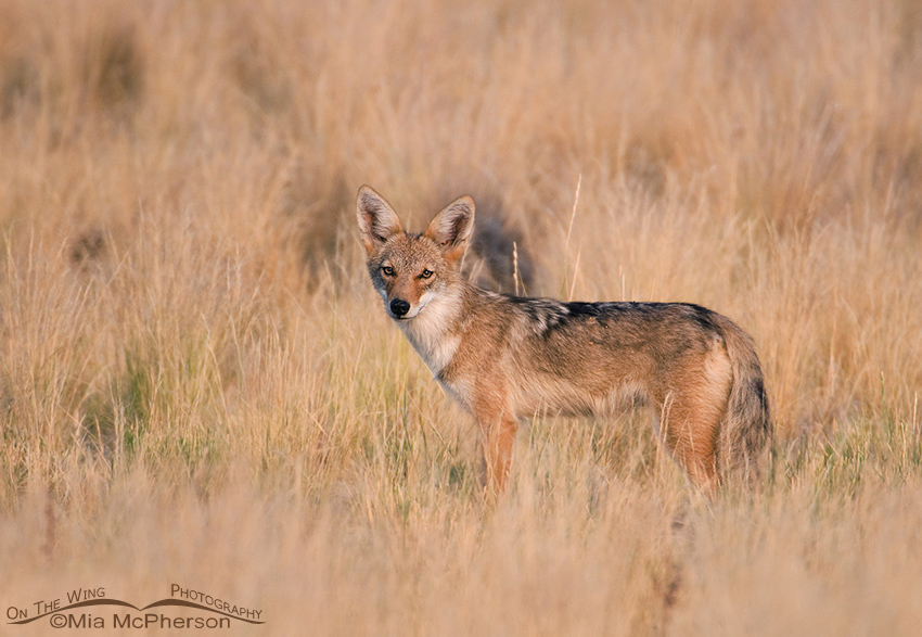Coyote Pup in Prairie Grasses