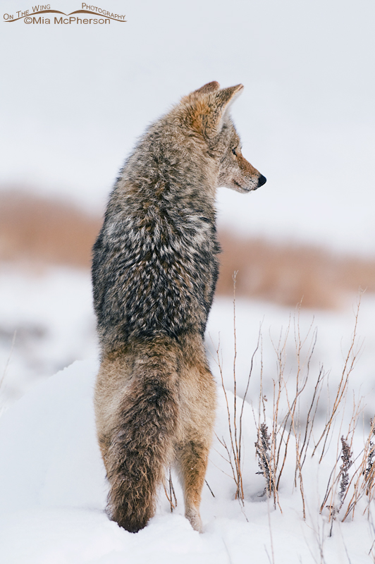 Coyote standing on a rock looking down a hillside
