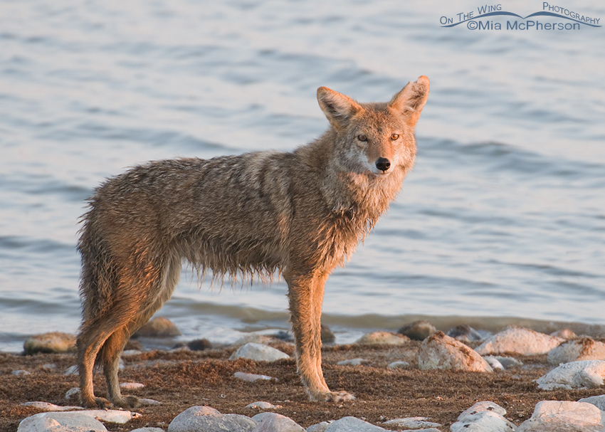 Wet Coyote on the Antelope Island Causeway