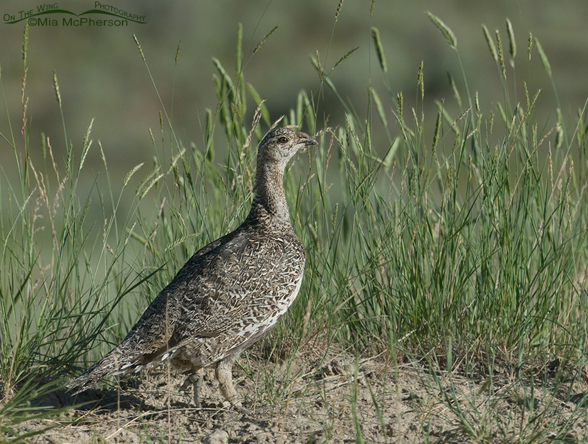 Female Greater Sage-Grouse in East Canyon