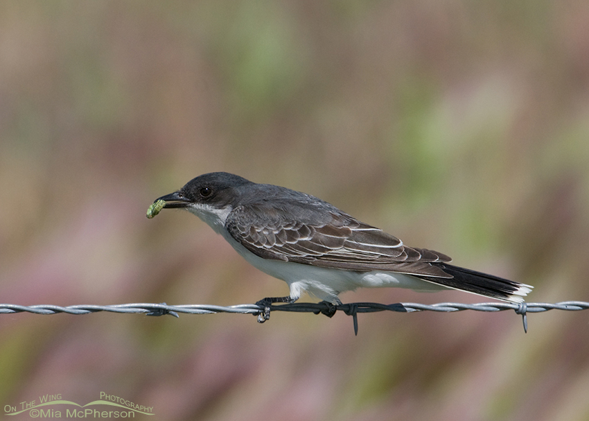 Eastern Kingbird with prey