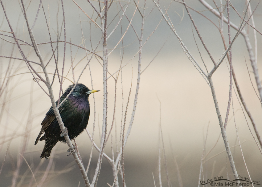 European Starling perched in a bush