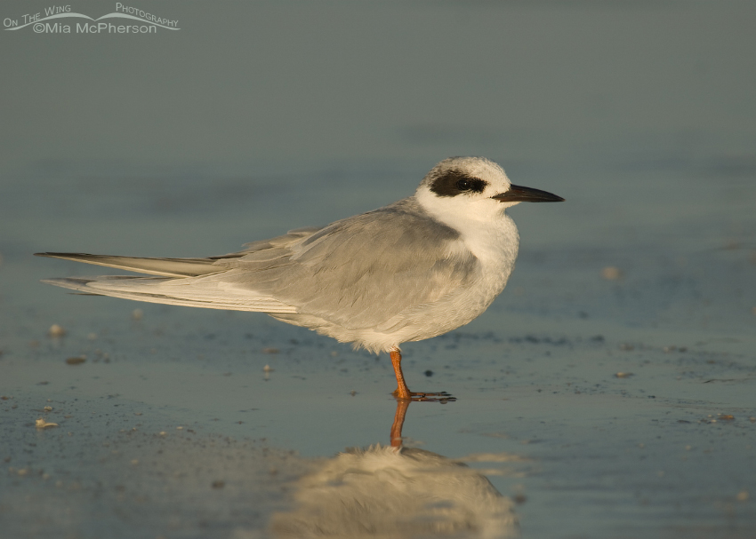 Nonbreeding Forster's Tern on the Gulf coast
