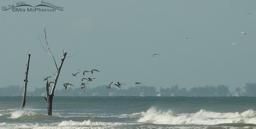 Skimmers, waves, wind and Egmont Key
