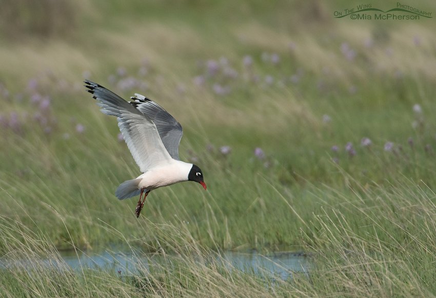 Foraging Franklin's Gull hovering over prey