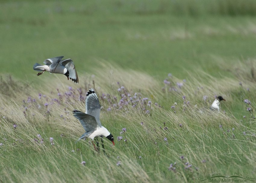 Franklin's Gulls foraging in Montana