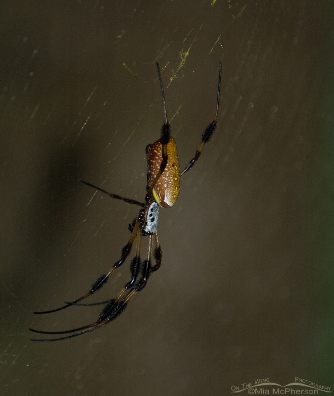 Golden-silk Spider and a dark background