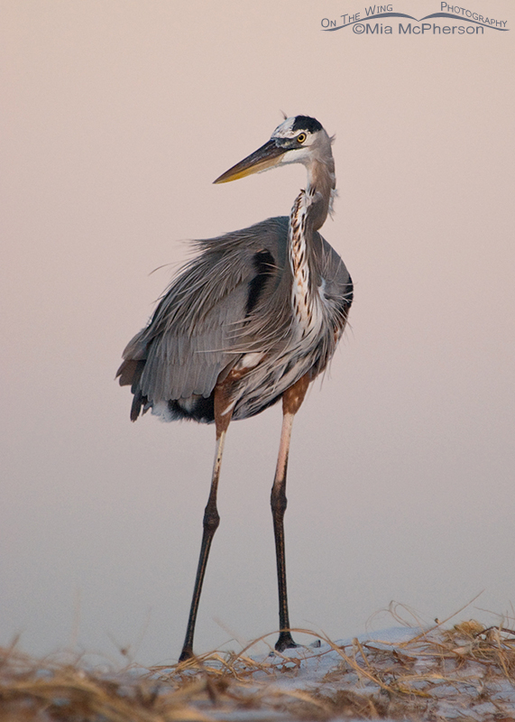 Great Blue Heron - Pre-dawn light with Earth Shadow
