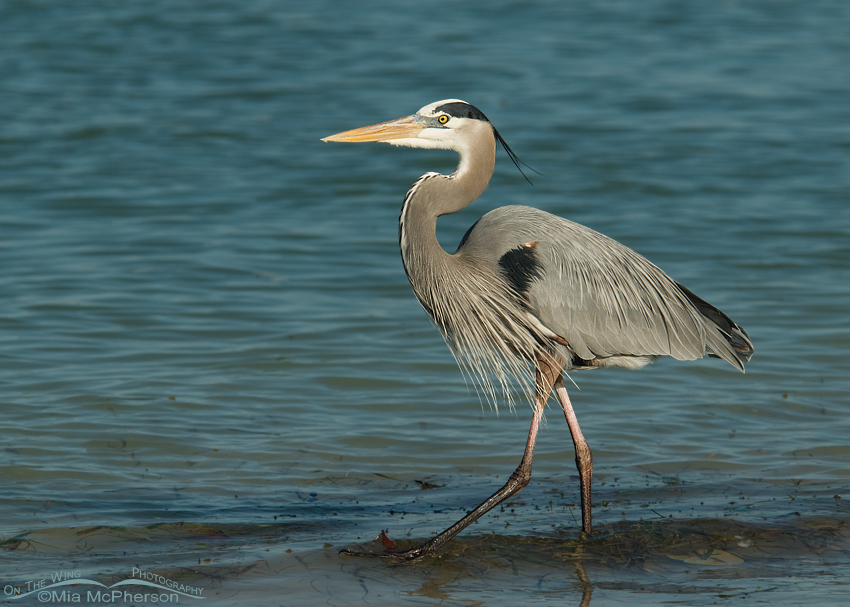 Great Blue Heron in the Gulf of Mexico