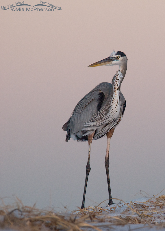 Very early morning Great Blue Heron