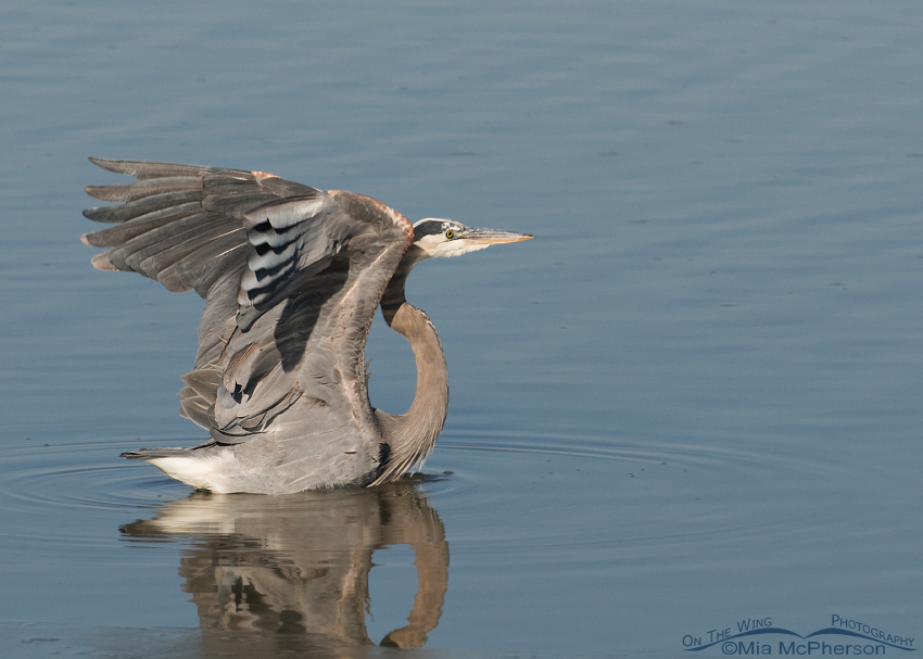 Great Blue Heron lifting off from icy water