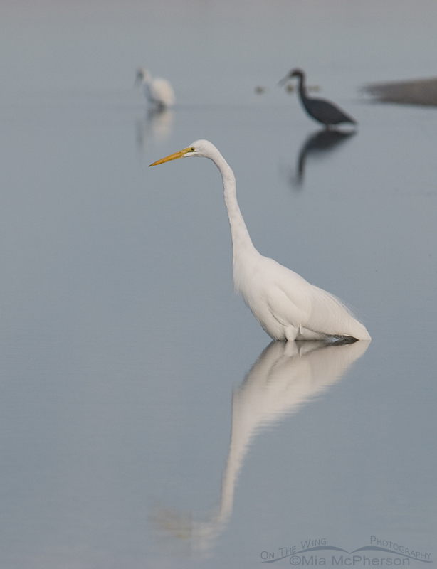 Great Egret in tidal lagoon
