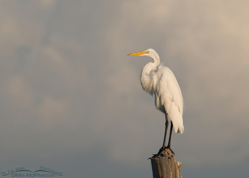 Great Egret on a stormy morning