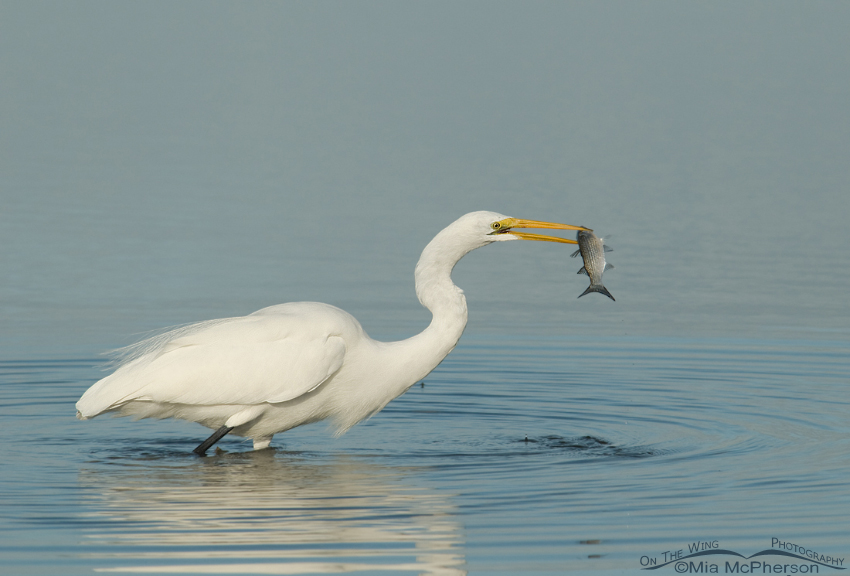 Great Egret with a Mullet
