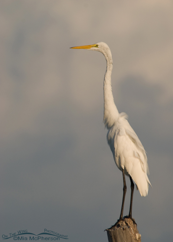 The Storm Watcher - Great Egret