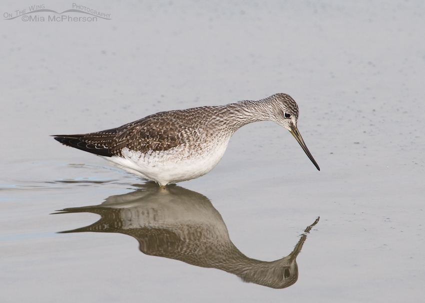 Greater Yellowlegs and distorted reflection