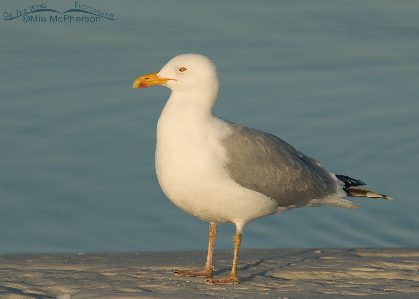 Adult Herring Gull in breeding plumage