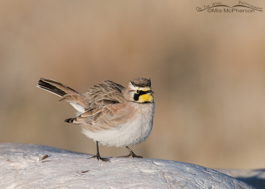 Male Horned Lark fluffing up its feathers
