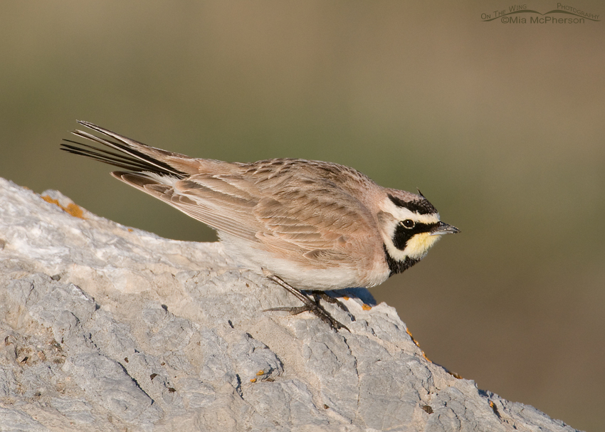Male Horned Lark crouching to take off