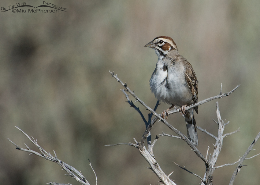Preening Lark Sparrow, Antelope Island State Park, Davis County, Utah