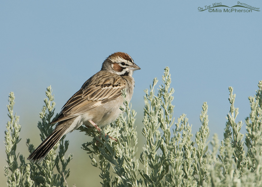 Lark Sparrow perched on sagebrush, Antelope Island State Park, Davis County, Utah