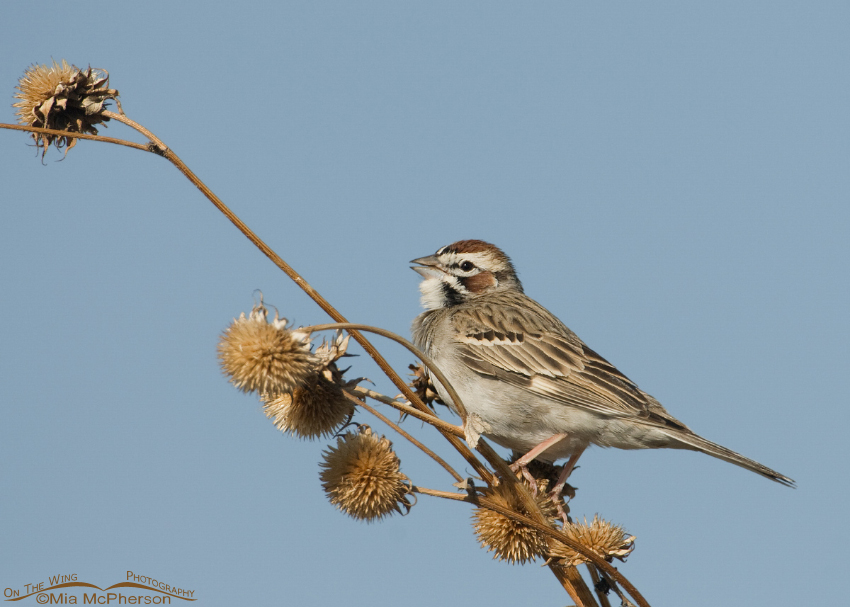 Lark Sparrow singing on a sunflower stalk on Antelope Island State Park, Davis County, Utah