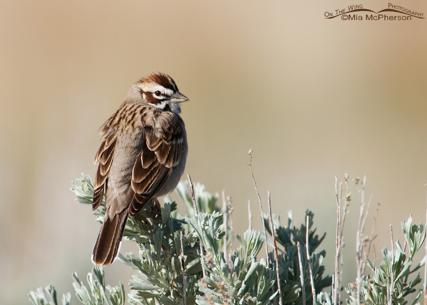 Perched Lark Sparrow, Antelope Island State Park, Davis County, Utah