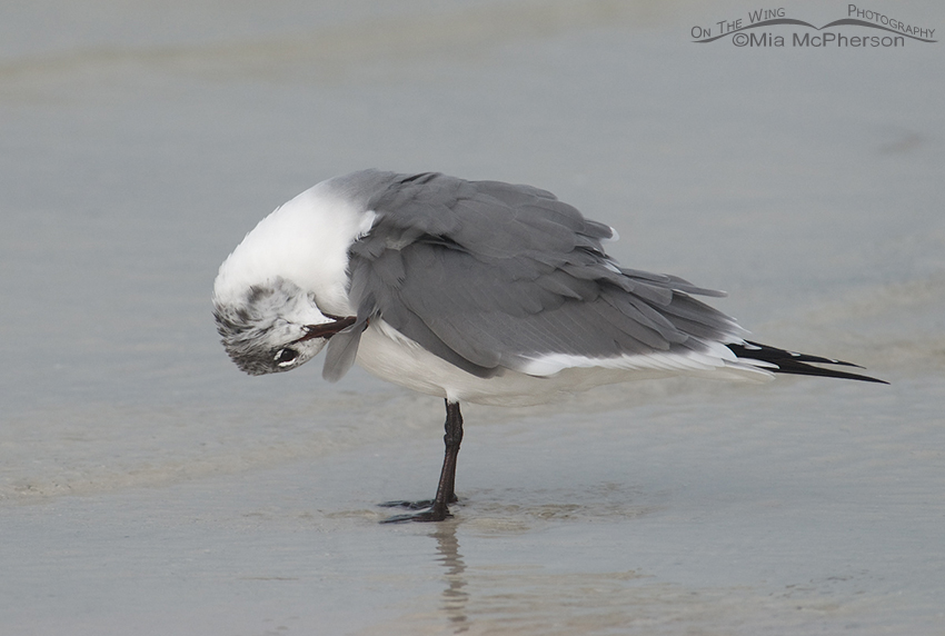 Laughing Gull preening in the fog, Fort De Soto County Park, Pinellas County, Florida