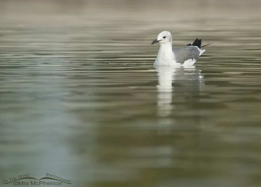 Laughing Gull in a still lagoon, Fort De Soto County Park, Pinellas County, Florida