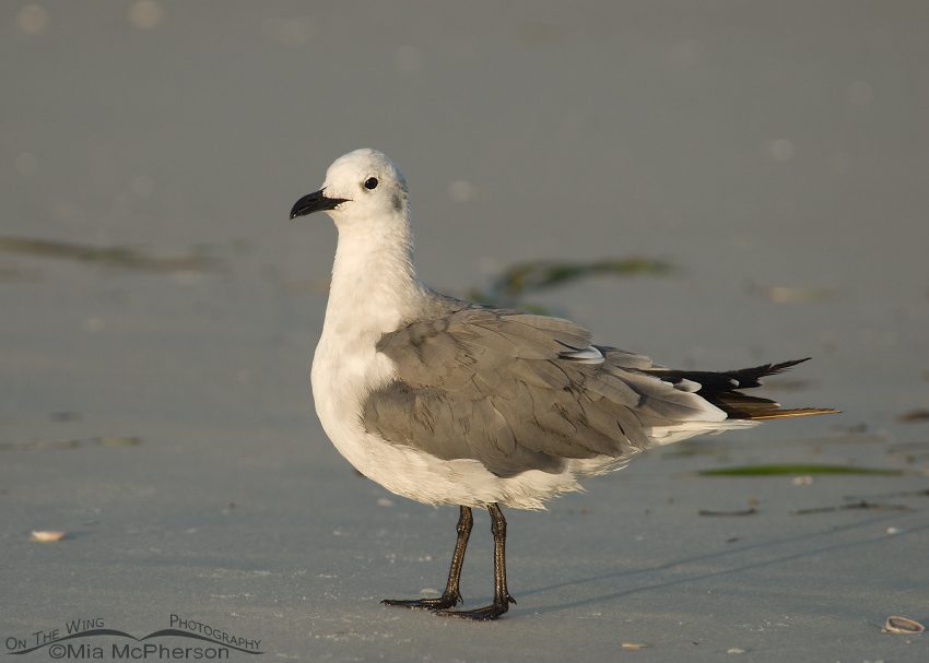 Laughing Gull in nonbreeding plumage, Fort De Soto County Park, Pinellas County, Florida