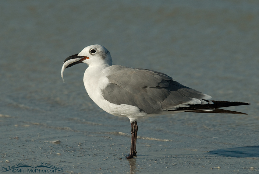 Nonbreeding Laughing Gull with prey on the shoreline, Fort De Soto County Park, Pinellas County, Florida
