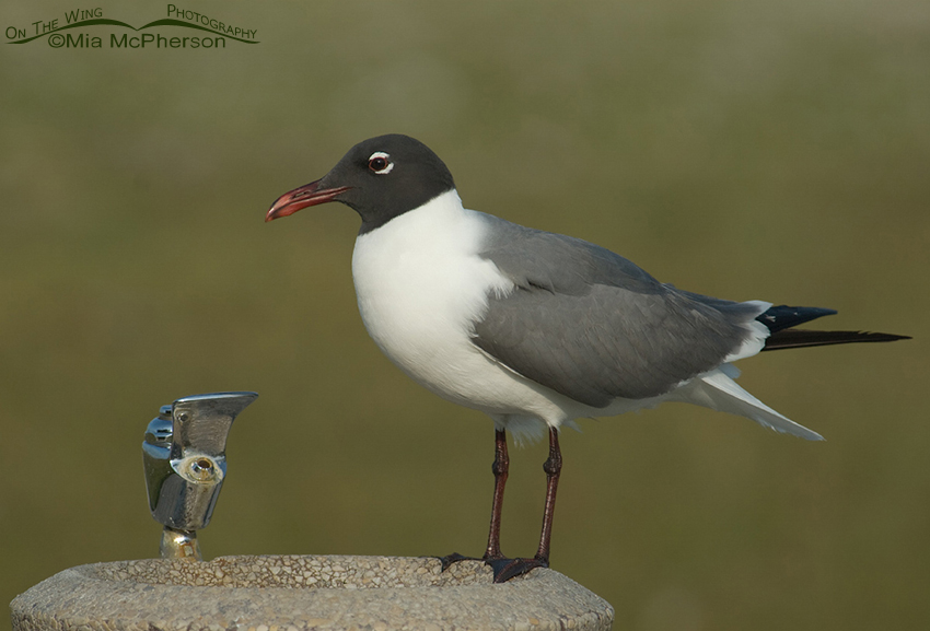 Laughing Gull in breeding plumage at a water fountain, Fort De Soto County Park, Pinellas County, Florida