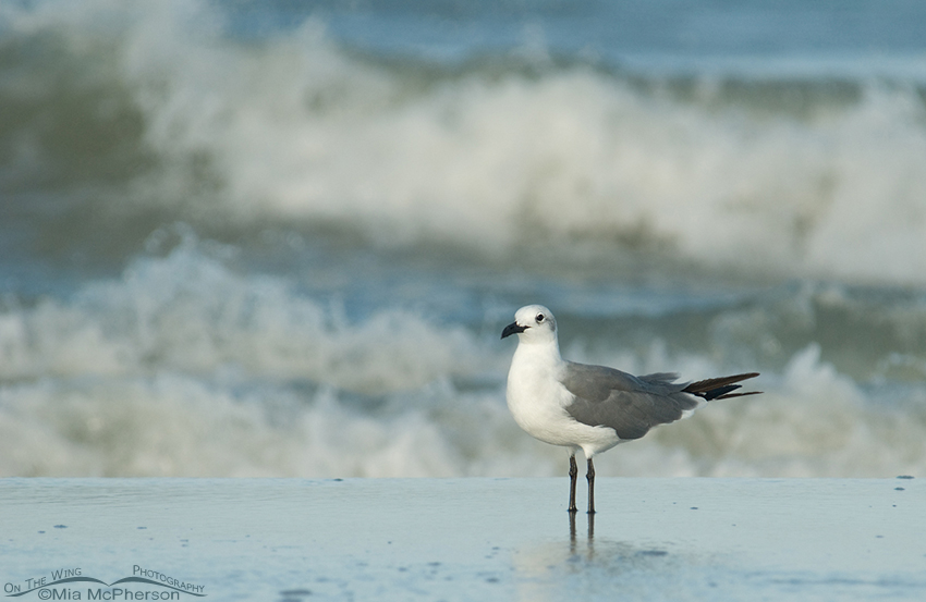 Laughing Gull, non-breeding, small in the frame, Fort De Soto County Park, Pinellas County, Florida